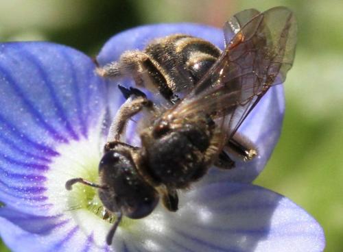 Lasioglossum sp.
